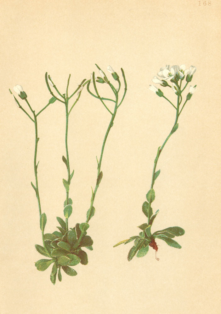 ALPENFLORA ALPINE FLOWERS. Arabis pumila Jacq-Zwerg-Gänsekresse 1897 old print